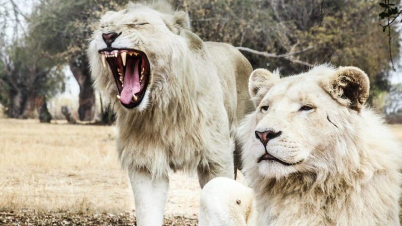 白ライオン２匹